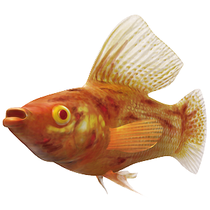 Clear tetra outlet fish